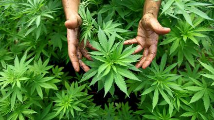 Wächst auch in Deutschland: Bauern lesen sich bereits ein, wie der Anbau von Cannabis funktioniert. 