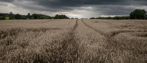 Zu lange gewartet? Noch immer sind viele Weizenfelder nicht abgeerntet und am Wochenende soll es wieder regnen. 