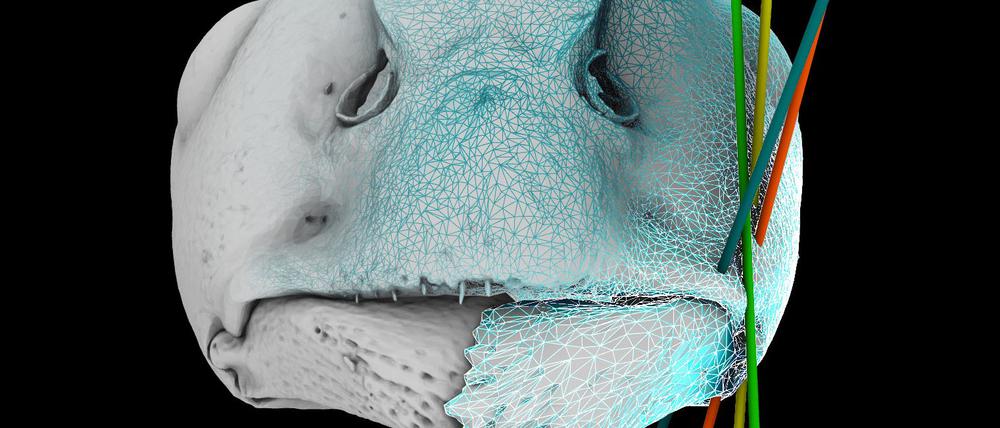 3D-Rekonstruktion des Kiefers einer Roten Waldameise.