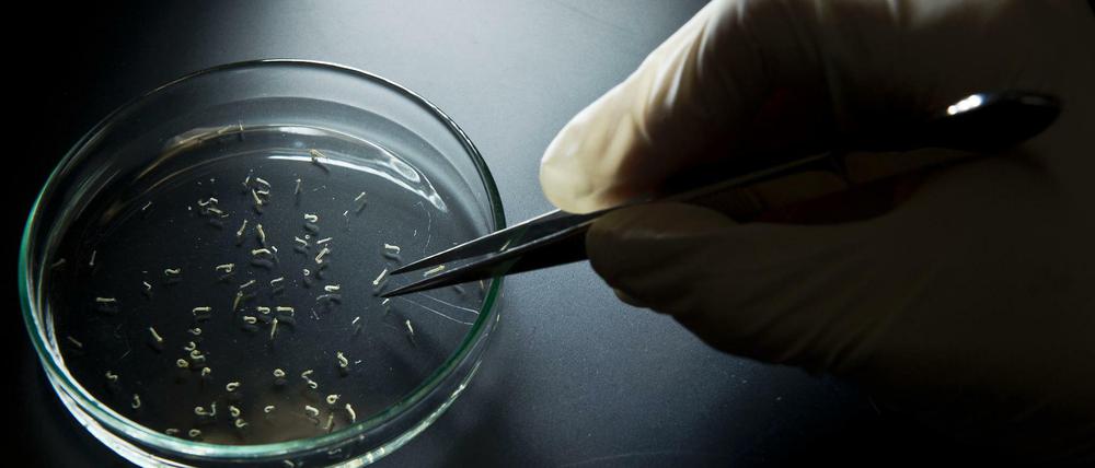 Gefahr aus dem Wasser. Larven der Aedes-Mücke, des Zika-Überträgers, in einem Labor der Universität Sao Paulo.
