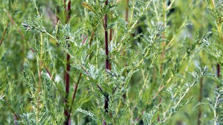 Aus dem Einjährigen Beifuß ( Artemisia annua) wird Arteminisin gewonnen. Aber auch die gesamte getrocknete Pflanze wirkt gegen Malaria.