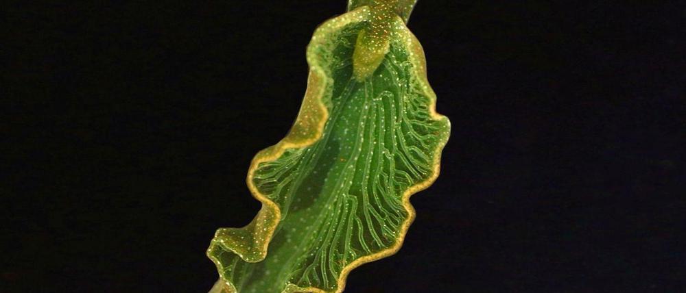 Einzigartiges Tier. Elysia chlorotica saugt die Chloroplasten aus den Algenzellen wie durch einen Strohhalm.