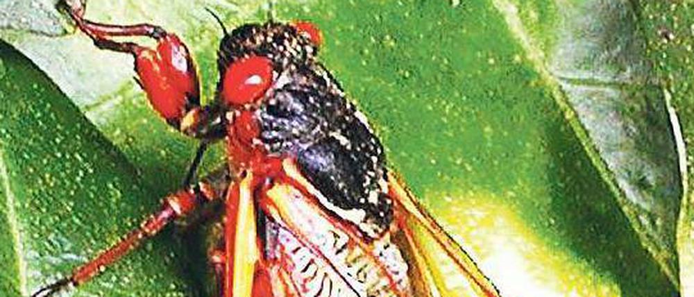 Diese Augen. Diese Zikade der Art Magicicada septendecem besticht durch ihre eindrucksvollen roten Augen.