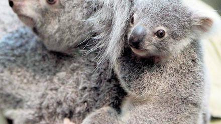 Viele Koalabären sind durch Retro-Viren geschwächt und können Chlamydia-Bakterien nicht mehr in Schach halten. Diese vermehren sich rasant in den Schleimhäuten und lassen die Tiere erblinden oder machen sie unfruchtbar.
