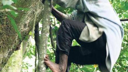 Kletterkünstler. Die Twa in Uganda sammeln auf Bäumen Honig. 