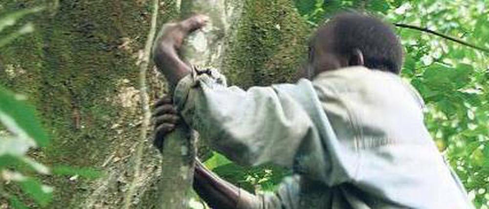 Kletterkünstler. Die Twa in Uganda sammeln auf Bäumen Honig. 