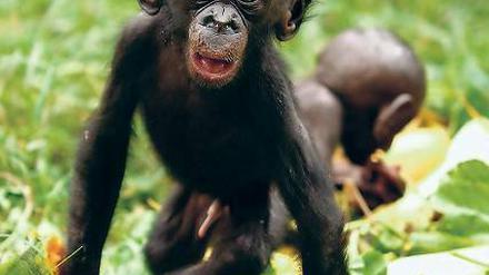 Netzwerker. Sozialer Austausch ist Bonobos wichtiger als Vorräte. 
