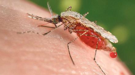 Duftfalle. Malaria-Erreger parfümieren das Blut und locken so Mücken an. 