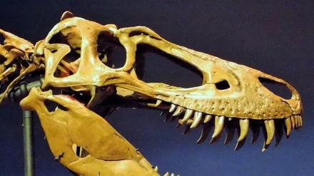 Der Schädel des Sauriers „Jane“ aus dem Burpee Museum für Naturkunde in Illinois stammt neuen Untersuchungen zufolge von einem jugendlichen Tyrannosaurus rex. 