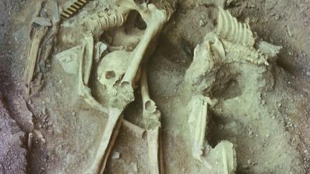 Die Knochen in dieser ausgehobenen Grabstätte enthalten aufschlussreiche Erbinformation.