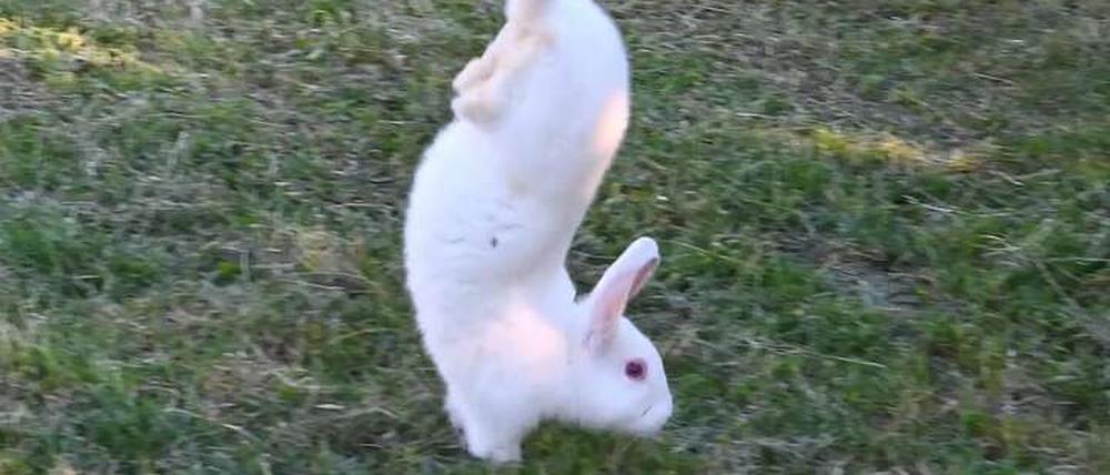 Aufgrund einer Genmutation können einige Kaninchen der Zuchtlinie Sauteur d’Alfort nicht hüpfen, sondern machen stattdessen einen Handstand.