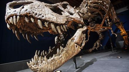 Vulkanausbrüche überstanden Dinosaurier wie Tyrannosaurus rex hunderttausende von Jahren, erst der Einschlag eines Asteroiden ließ sie aussterben, sind sich Forscher jetzt sicher.