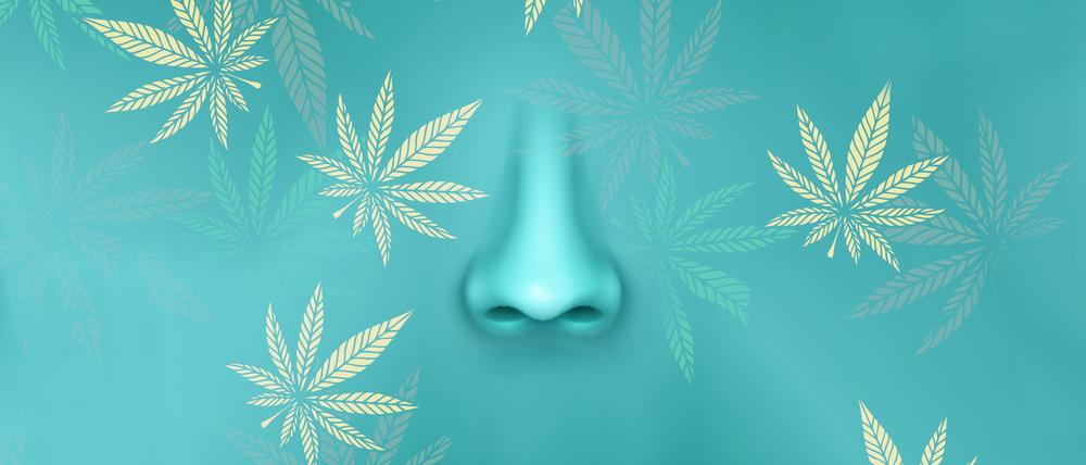 Fast jeder zweite Deutsche empfindet den Geruch von Cannabis als unangenehm.