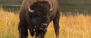Bisons sind vor allem in den Vereinigten Staaten beheimatet, zum Beispiel im Yellowstone Nationalpark. Jetzt gibt es sie auch in Brandenburg.