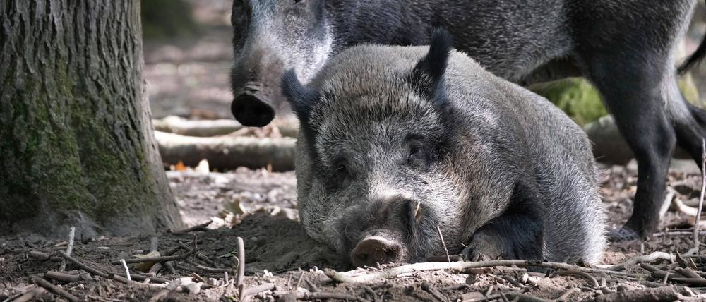  In der vergangenen Woche wurden im sächsischen Landkreis Bautzen mehrere Fälle von Afrikanischer Schweinepest (ASP) gemeldet.