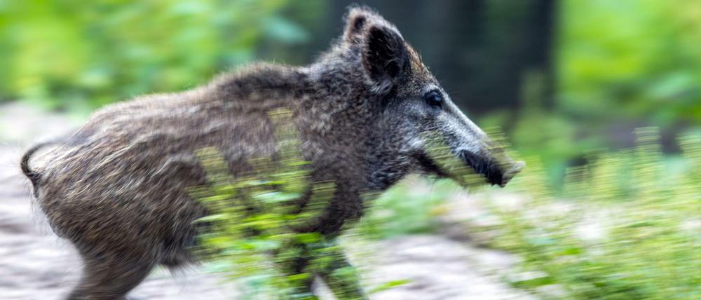 Brandenburg will verstärkt Jagd auf Wildschweine machen.