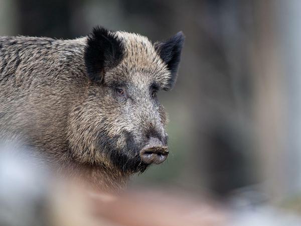 Bisher haben sich in Deutschland nur Wildschweine mit der Afrikanischen Schweinepest infiziert.