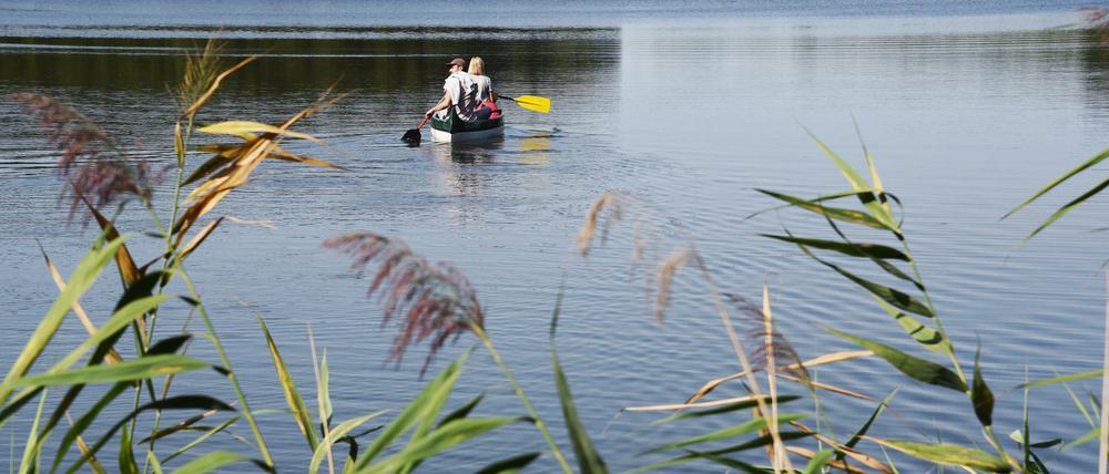 Die Schilfgürtel an den Brandenburger Seen sind für das ökologische Gleichgewicht und sehr viele Tierarten extrem wichtig.