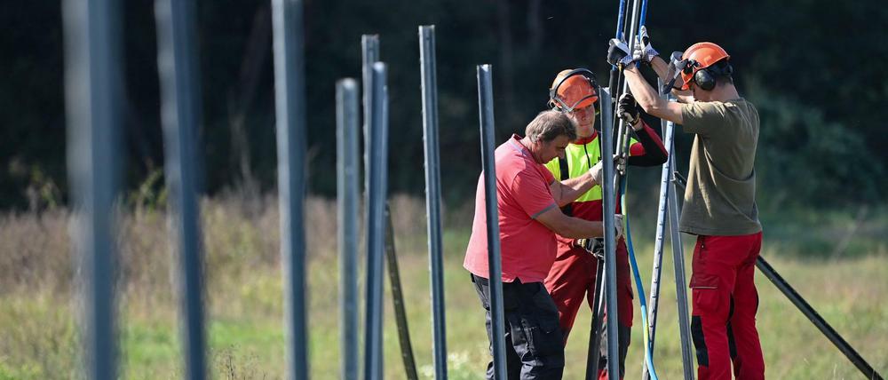 Mitarbeiter des Landesbetriebes Forst Brandenburg errichten einen festen Zaun gegen die Afrikanische Schweinepest.