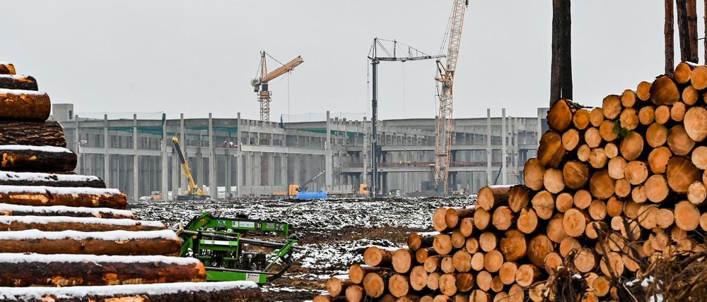 Abgeholzte Kiefernstämme liegen auf dem Baugelände der Tesla Gigafactory östlich von Berlin.