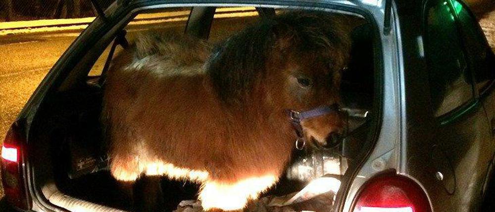 Kurioser Fund bei einer Verkehrskontrolle: Ein Shetland-Pony im Kofferraum eines Kleinwagens.