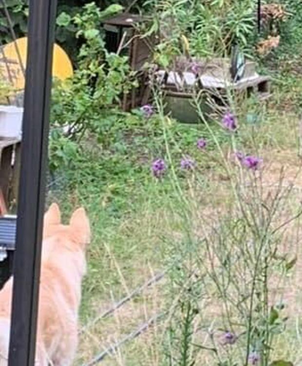 Dieses Foto nahm eine Kleinmachnowerin in ihrem Garten auf. Hinter dem Kompost lugt etwas hervor, das an ein Tier erinnert. Vorn im Bild: der Hund, der seltsam reagiert haben soll.