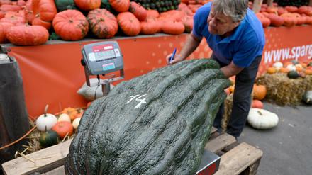 Das ist die Rekord-Zucchini. 56,75 Kilogramm schwer.
