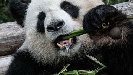 Panda-Männchen Jiao Qing frisst in seinem Gehege im Zoo Bambus. 