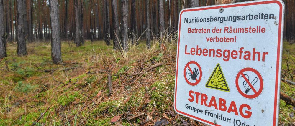 Auf dem Waldgebiet der zukünftigen Tesla-Fabrik in Grünheide wird derzeit nach Munition gesucht. 