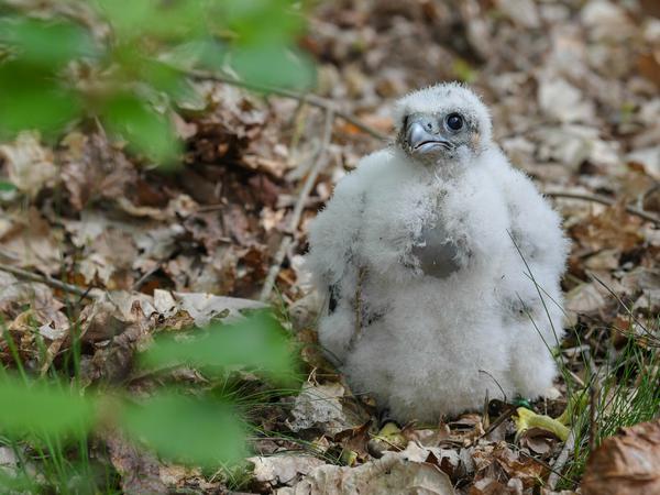 Huch. Ein junger Wanderfalke (Falco peregrinus) steht auf dem Waldboden im Sauener Forst. 