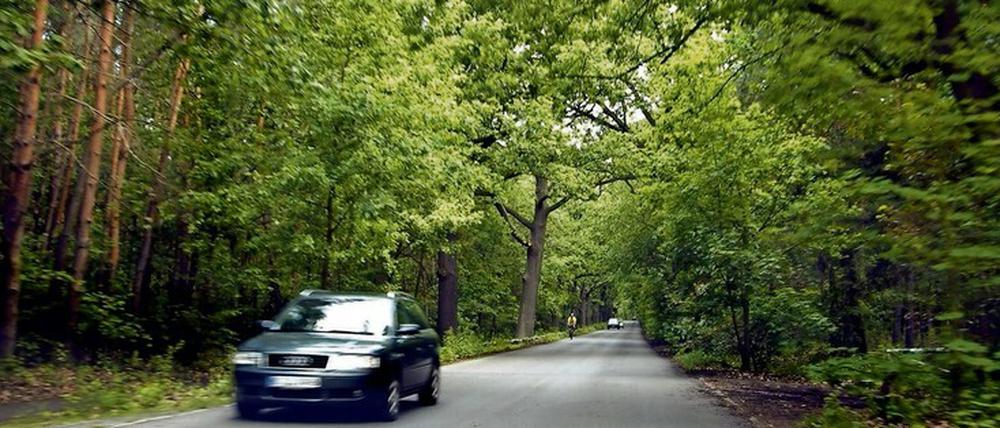 Oft sieht die Forstbehörde keinen anderen Weg, als geschädigte Bäume zu fällen – und beruft sich dabei auf die Verkehrssicherheit.