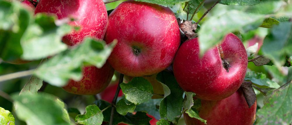 Unterdurchschnittliche Apfelernte für 2023 erwartet.
