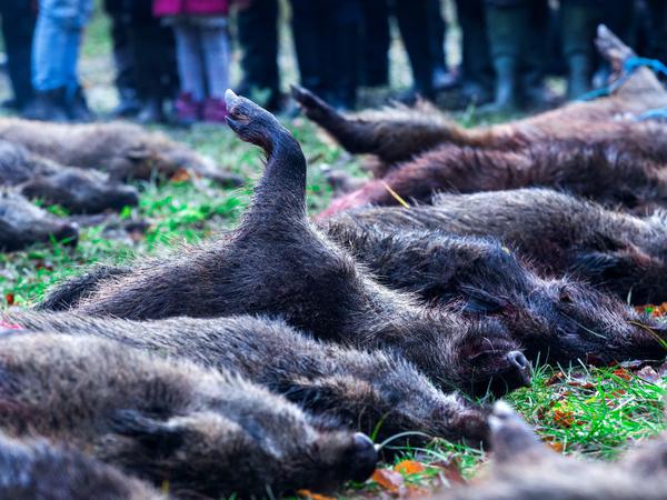 Jagd auf Wildschweine: Die Tiere werden massiv gejagt, sie gelten als Überträger. 