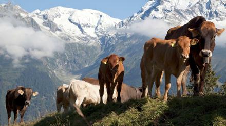 Kühe in den Schweizer Bergen. Wanderer sollten vor allem vorsichtig sein, wenn sie Kälber dabei haben. 