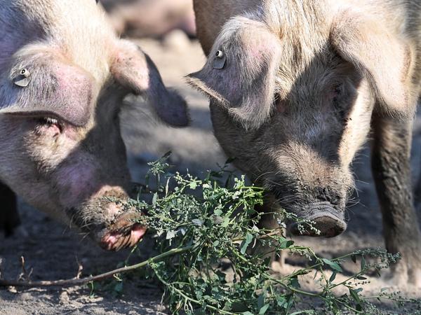 Breitet sich die Schweinepest weiter aus, müssten 20 Tiere auf dem Hof geschlachtet werden.