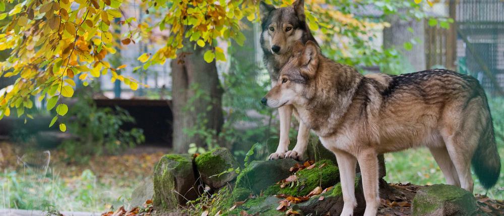 Gefährdet. Manche Wölfe werden grausam geköpft oder erwürgt.