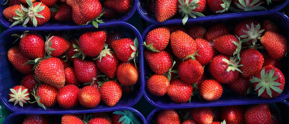 Erste Erdbeeren aus der Region, die unter Folie heranwachsen, wird es voraussichtlich ab dieser Woche geben.
