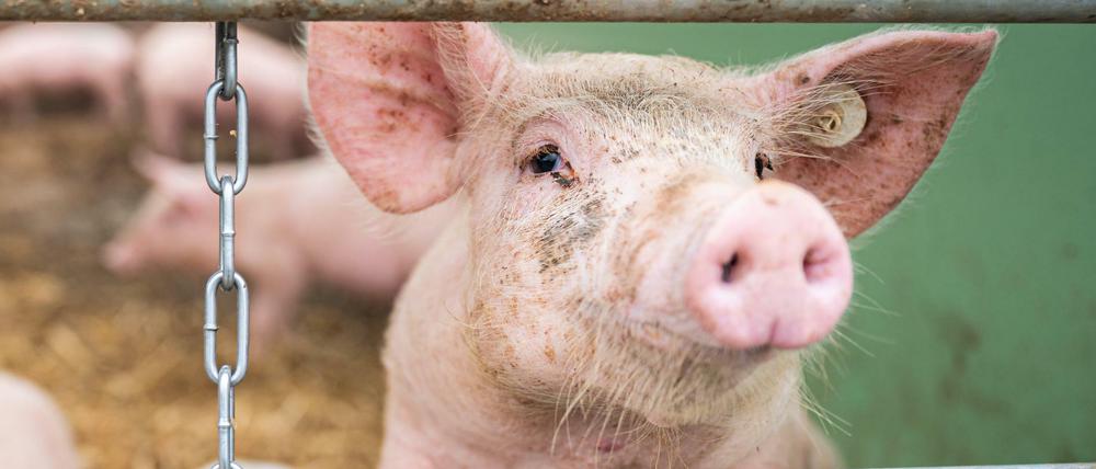 Ein Schwein auf einem Bio-Hof. (Symbolbild)