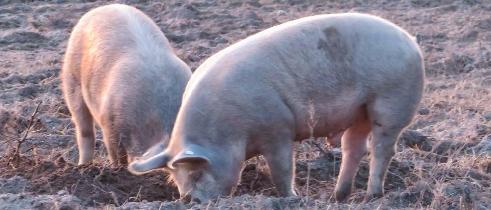 Die Rüssel der Schweine sind sensible Organe, mit denen sie Nährstoffe aufspüren können.