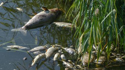 Seit mehren Tagen beschäftigt das massive Fischsterben in der Oder die Behörden und Anwohner des Flusses in Deutschland und Polen.