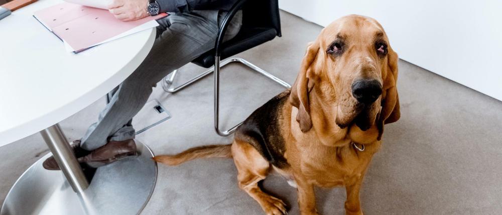 Arbeitnehmer dürfen ihren Hund nicht ohne Einwilligung des Chefs mit zur Arbeit bringen.
