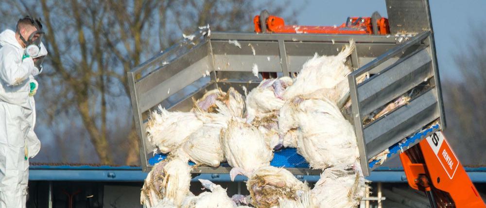 Tote Puten werden vor einem Geflügelhof nach dem Ausbruch der Geflügelpest in Frankreich in einen Container gekippt.