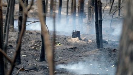 In Brandenburgs Wäldern hat es in diesem Jahr mehr als 500 Mal gebrannt.