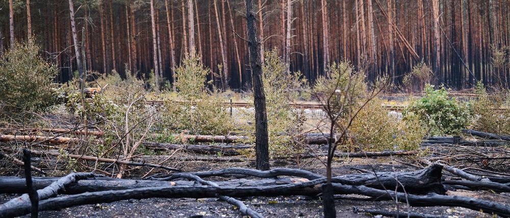Verkohlte Baumstämme liegen auf dem Waldboden in Treuenbrietzen. Inzwischen sind die Brände vollständig gelöscht.
