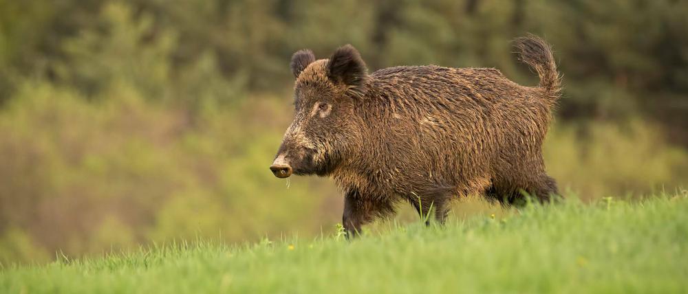 Nach ersten Fällen in Polen im vergangenen Jahr gab es nun auch in Brandenburg einen ersten Fall von Afrikanischer Schweinepest.