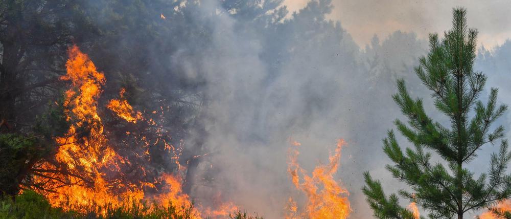 Im vergangenen Sommer brannte es in Wald- und Heideflächen eines ehemaligen Truppenübungsplatzes in Brandenburg.