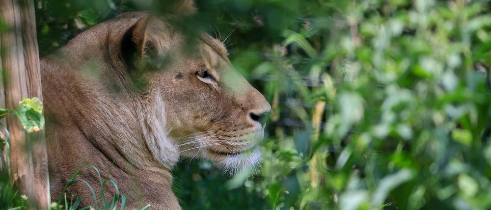 25.05.2023, Sachsen, Leipzig: Löwin Kigali liegt in der Löwensavanne Makasi Simba im Leipziger Zoo.