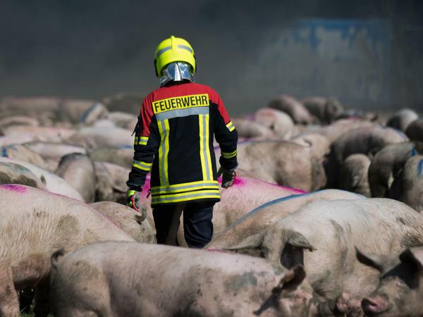 Ein Feuerwehrmann inmitten von geretteten Tieren. Die Brandursache ist weiterhin unklar.