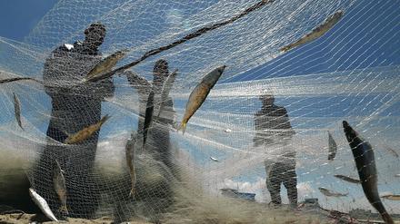 Etwa 3600 Fischer leben in Gaza. Sie ernähren ihre Familien mit dem wenigen, was sie aus dem Meer holen können.