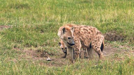Tüpfelhyäne in Kenia. Die Doku „Hyänen - Die Königinnen der Masai Mara“ steht nur bis 3. Januar in der 3sat-Mediathek.